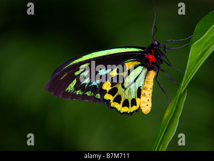 Ein Erwachsenen Cairns Birdwing Butterfly thront auf einem grünen Blatt. Stockfoto