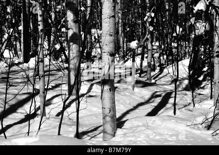 schwarze und weiße Espe Bäume Stockfoto
