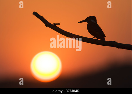Alcedo atthis. Silhouette eines Europäischen Eisvogel thront auf einem Stick bei Sonnenuntergang über einem Brunnen in der indischen Landschaft. Andhra Pradesh, Indien Stockfoto