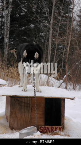 Ein Schlittenhunde angekettet außerhalb seiner Hundehütte. Stockfoto