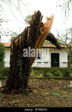 Schäden, die durch die Klaus Sturm in Südwestfrankreich. Dégâts Causés par la Tempête Klaus Dans le Sud-Ouest De La France. Stockfoto