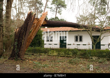Schäden, die durch die Klaus Sturm in Südwestfrankreich. Dégâts Causés par la Tempête Klaus Dans le Sud-Ouest De La France. Stockfoto