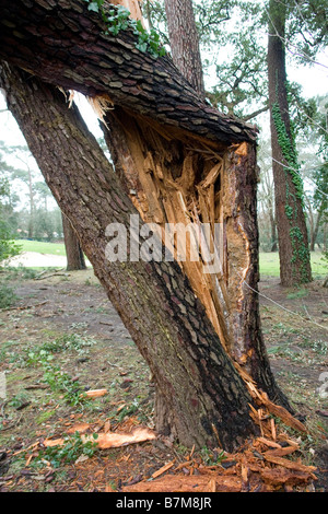 Schäden, die durch die Klaus Sturm in Südwestfrankreich. Dégâts Causés par la Tempête Klaus Dans le Sud-Ouest De La France. Stockfoto
