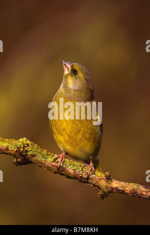 Chloris Grünfink Zuchtjahr thront auf Flechten bedeckt Zweig Stockfoto