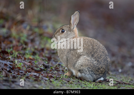 Europäische Kaninchen Oryctolagus cuniculus Stockfoto