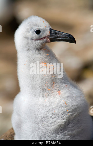 Black-browed Albatros Küken (Thalassarche Melanophrys), vom Aussterben bedrohte Arten auf Saunders Island auf den Falkland-Inseln Stockfoto