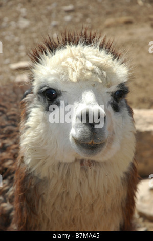 Israels Negev Mitzpe Ramon Alpaka Farm Stockfoto