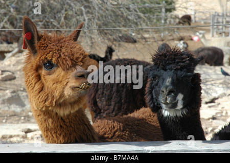 Israels Negev Mitzpe Ramon Alpaka Farm Stockfoto