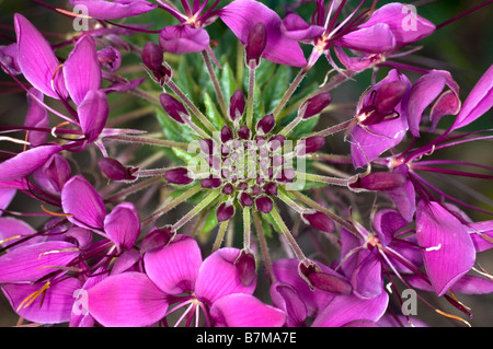 Nahaufnahme von Cleome Spinosa Blütenstand (Spinne Blume) Stockfoto