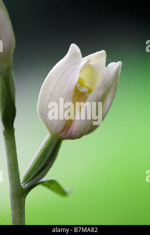 White Helleborine Cephalanthera Damasonium zuvor Cephalanthera Latifolia Sussex UK Stockfoto