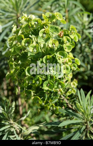 Euphorbia Characias SSP. Wulfenii var Sibthorpii, Euphorbiaceae, Balkan, Europa, Türkei Stockfoto