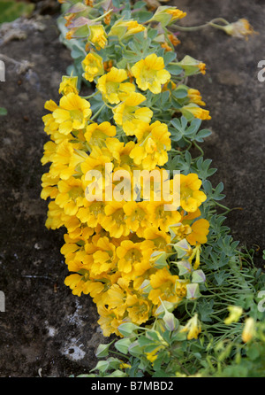 Kranz Kapuzinerkresse, Anden Kapuzinerkresse oder Soldadillo Grande de Cordillera, Tropaeolum Polyphyllum, Tropaeolaceae, Chile Stockfoto