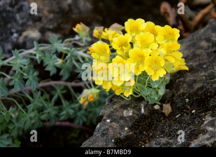 Kranz Kapuzinerkresse, Anden Kapuzinerkresse oder Soldadillo Grande de Cordillera, Tropaeolum Polyphyllum, Tropaeolaceae, Chile Stockfoto