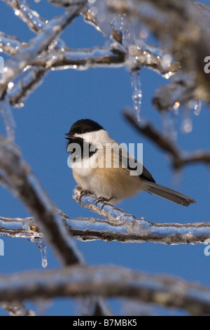 Black-capped chickadee auf ein Eis verkrusteten Zweig nach Ice Storm thront. Stockfoto