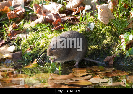 Wasser-Wühlmaus arvicola Stockfoto