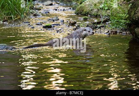 Fischotter Lutra Lutra in Tier-Freigelande Wald Deutschland-pool Stockfoto