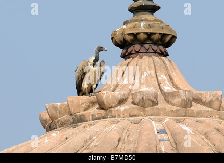 Eine indische Geier (abgeschottet Indicus) hockt Ornamentik Representinhg eine Lotusblüte auf dem Dach des Sandsteins Jahangir Mahal Stockfoto