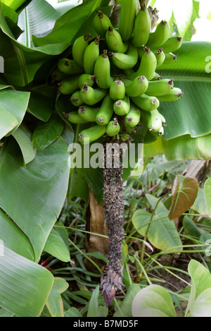 Frucht Banane, Musa Acuminata, Musaceae, Süd-Ost-Asien, Nord-Queensland Stockfoto