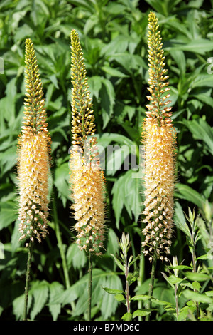 Fuchsschwanz Lily, Eremurus Robustus, Asphodelaceae, Zentralasien, Afghanistan Stockfoto