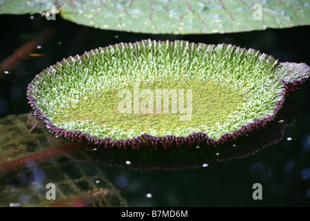 Fox-Nuss, Foxnut, Makhana oder Gorgon Plant, Euryale Ferox, polaren, Nord-Indien, China, Japan und Taiwan Stockfoto