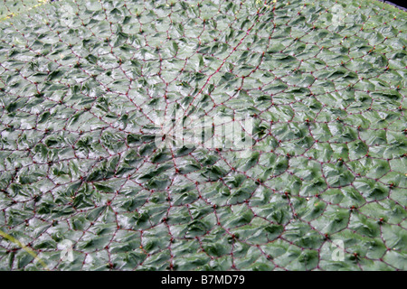 Fox-Nuss, Foxnut, Makhana oder Gorgon Plant, Euryale Ferox, polaren, Nord-Indien, China, Japan und Taiwan Stockfoto