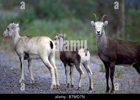 Stein-Schaf (Ovis Dalli Stonei) Ewe und Lämmer auch bekannt als Thinhorn Schafe im nördlichen British Columbia Kanada Stockfoto