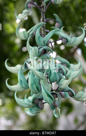 Die Jade Rebe, Strongylodon Macrobotrys, Fabaceae, Philippinen, Süd-Ost-Asien Stockfoto