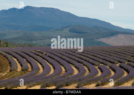 Bridestowe Estate Lavender Farm, Tasmanien, Australien Stockfoto