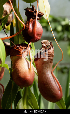 Tropischen Kannenpflanzen oder Affe Tassen, fleischfressende Kannenpflanze Nepenthes Burkei, Nepenthaceae, Insel Mindoro, Philippinen Stockfoto