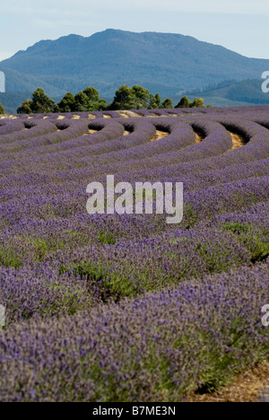 Bridestowe Estate Lavender Farm, Tasmanien, Australien Stockfoto