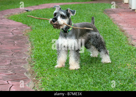 Zwergschnauzer Hund stehend mit einem Stock auf seinen Mund. Stockfoto
