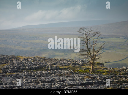 Kalkstein Pflaster am Southerscales, in der Nähe von Ingleborough, blickte in Chapel-le-Dale, Yorkshire Dales National Park, UK Stockfoto