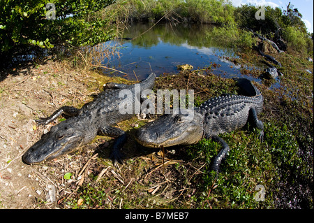 Amerikanischer Alligator Alligator Mississippiensis Aalen in der Sonne in Florida Everglades Nationalpark Stockfoto