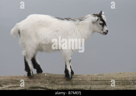 eine junge Ziege Stockfoto