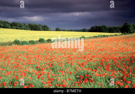 Dunkle Wolken über ein Feld von Mohn und anderen Raps, Cotswolds, England, UK Stockfoto