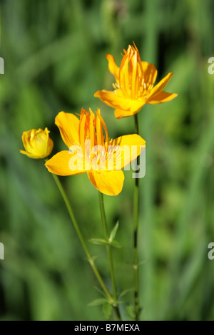 Globeflower oder Trollblume, Trollblume Chinensis, Butterblume, Russland und Nord-Ost-China Stockfoto