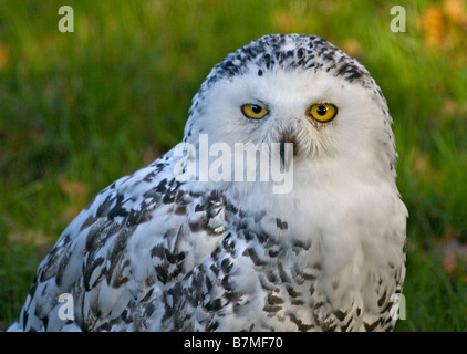 Weibliche Schnee-Eule (Bubo Scandiacus), UK Stockfoto