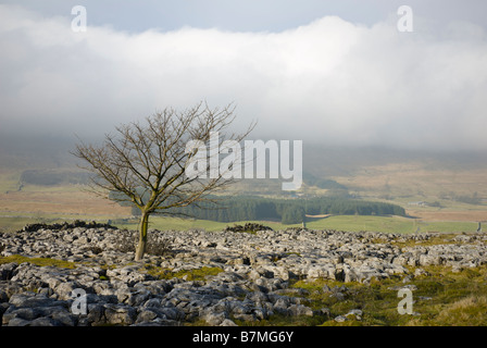 Kalkstein Pflaster am Southerscales, in der Nähe von Ingleborough, blickte in Chapel-le-Dale, Yorkshire Dales National Park, UK Stockfoto