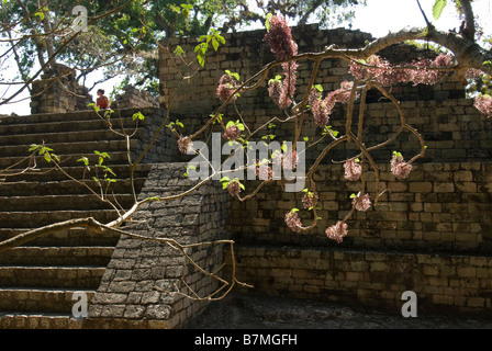 Honduras, Copan, Maya Ruinen von Copan, ein UNESCO-Weltkulturerbe. Stockfoto
