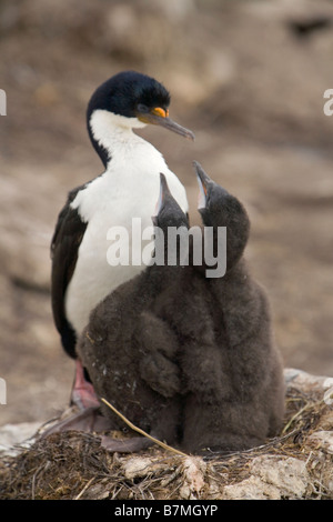 König/Imperial Shag (Phalacrocorax Atriceps Albiventer) mit Küken, die Falkland-Inseln nisten. Stockfoto