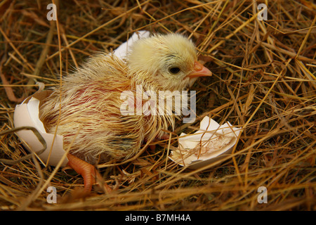 Ein kürzlich geschlüpften Küken sitzt auf einem Bett aus Heu mit den Resten der Eierschale daneben. Stockfoto