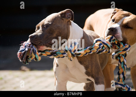 Zwei Hunde spielen Stockfoto