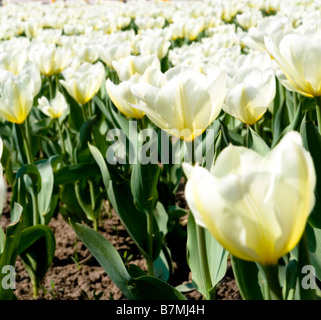 Garten mit schönen Tulpen Stockfoto