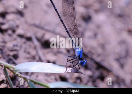 Blau fronted Tänzerin beobachtete mich, wie ich es s fotografieren Stockfoto