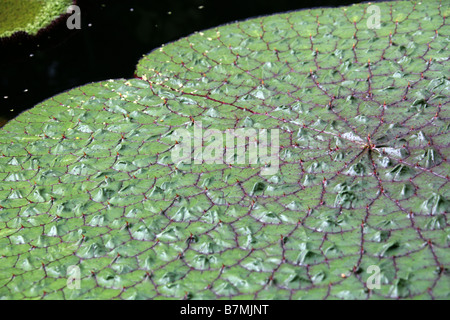 Fox-Nuss, Foxnut, Makhana oder Gorgon Plant, Euryale Ferox, polaren, Nord-Indien, China, Japan und Taiwan Stockfoto