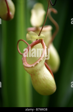 Tropischen Kannenpflanzen oder Affe Tassen, fleischfressende Kannenpflanze Nepenthes Burkei, Nepenthaceae, Insel Mindoro, Philippinen Stockfoto