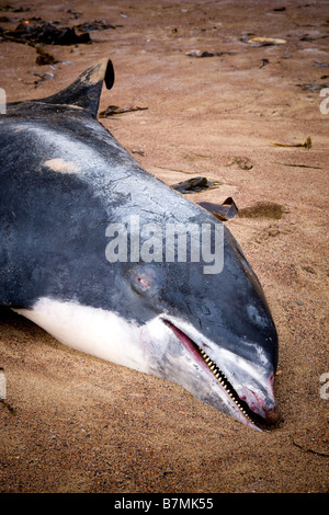 Tote Delfin am Strand von gegen Bay North Yorkshire England Stockfoto