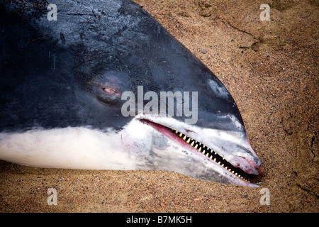 Tote Delfin am Strand von gegen Bay North Yorkshire England Stockfoto