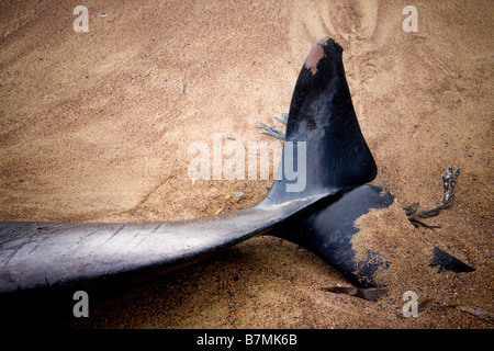 Tote Delfin am Strand von gegen Bay North Yorkshire England Stockfoto