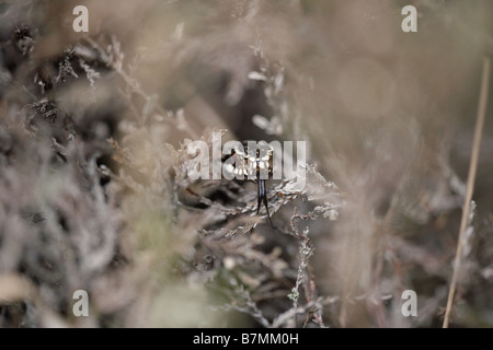 Kreuzotter Vipera Berus Verkostung der Luft mit ihrer gespaltenen Zunge in Heather auf Allerthorpe gemeinsamen East Yorkshire UK Stockfoto